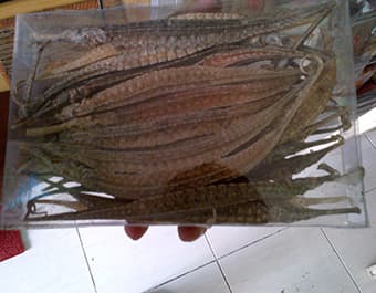 Dried Sea Dragon Fish